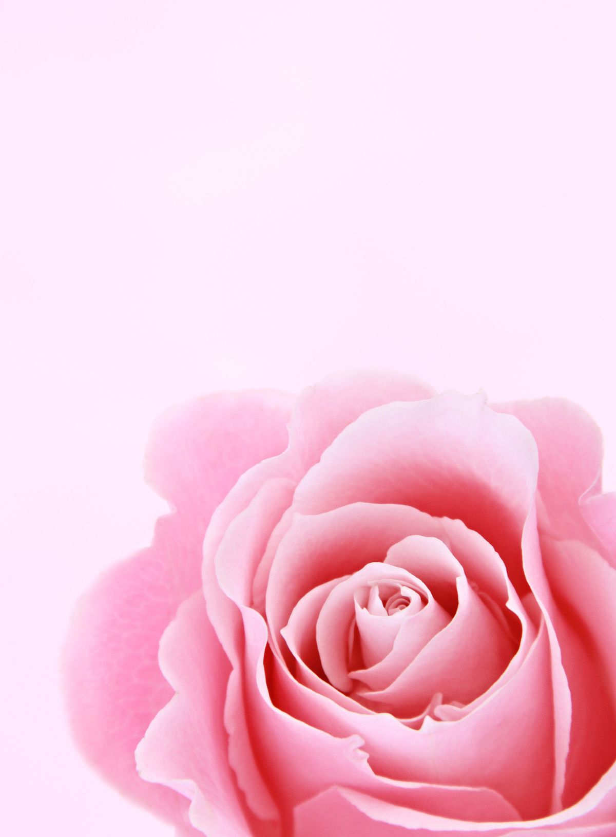 Flores claras para cumpleaños