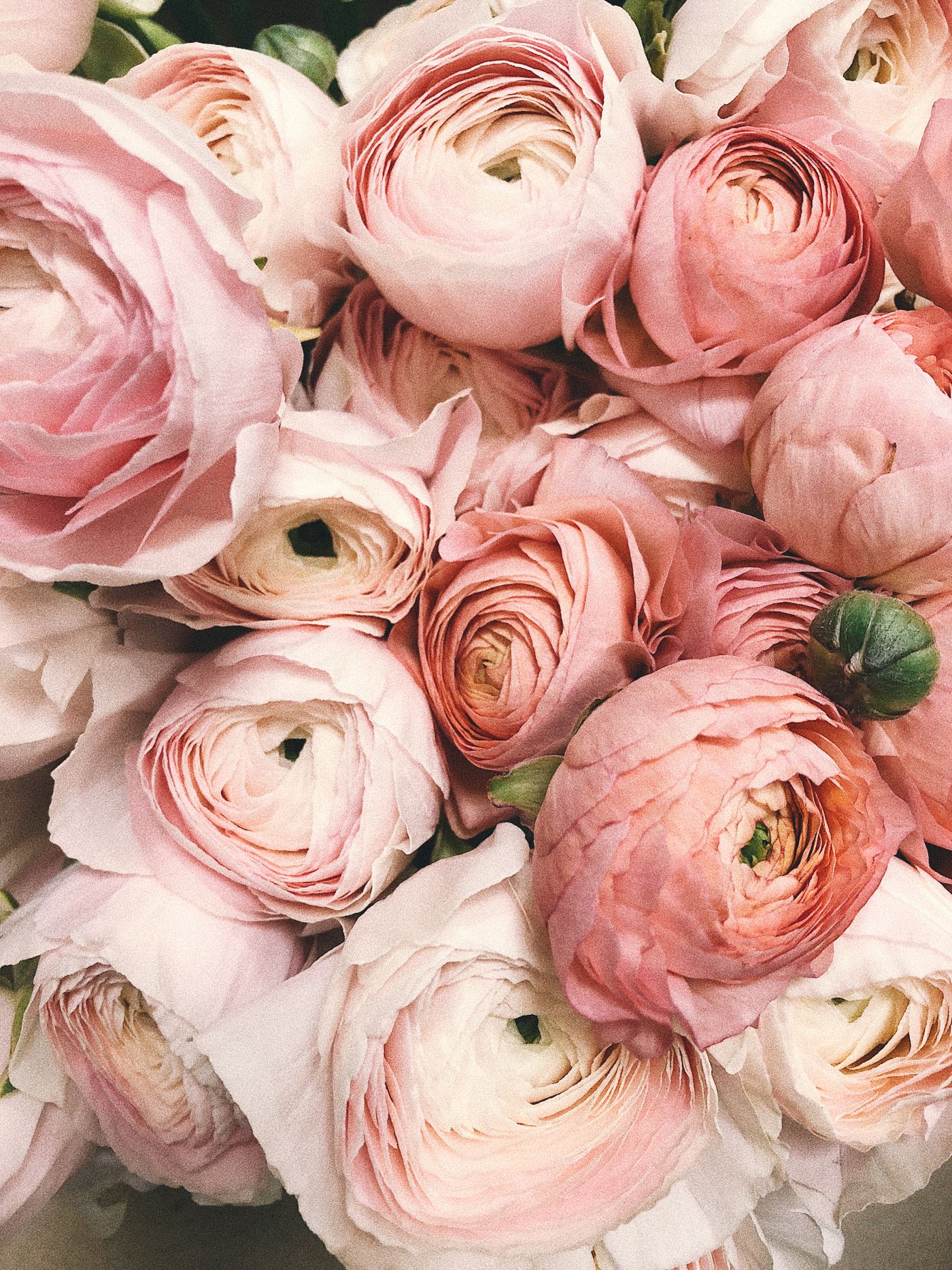 Rosas para aniversario