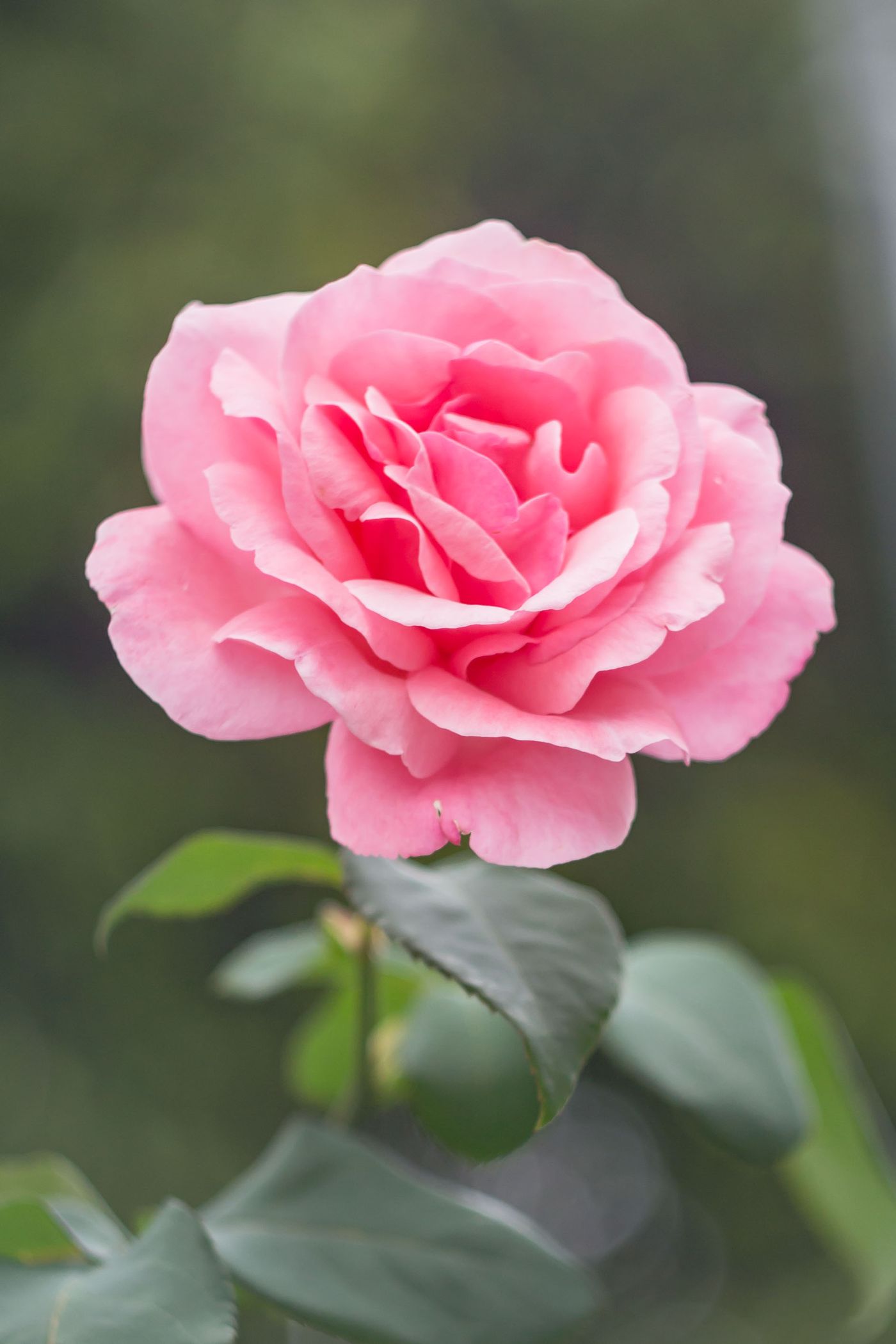 Ramo grande de rosas