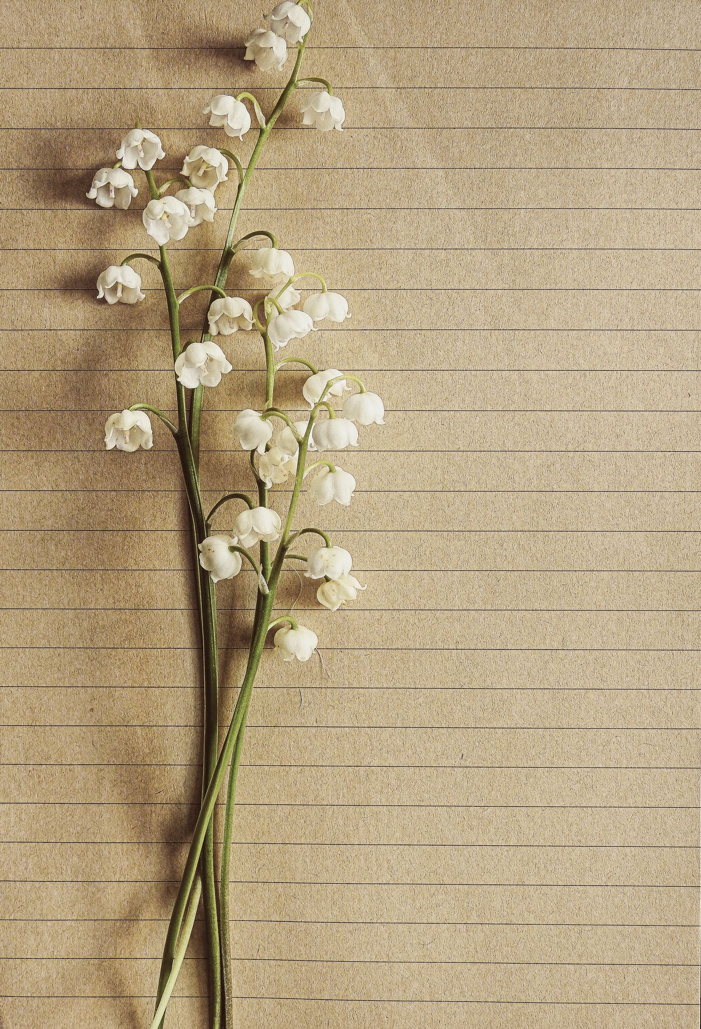 Tulipanes